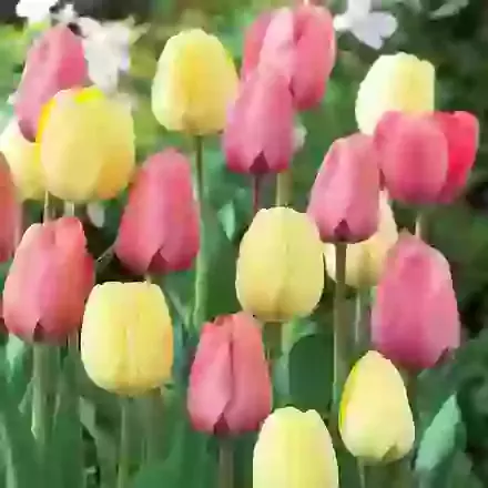 Darwin Tulip World Friendship Mixture